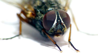 Fly Problem Update v1
