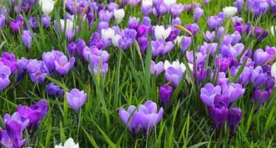 Community Bulb Planting – Help Required