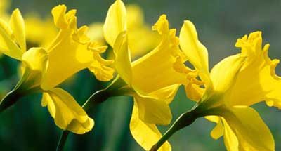 Bulbs in Brinklow